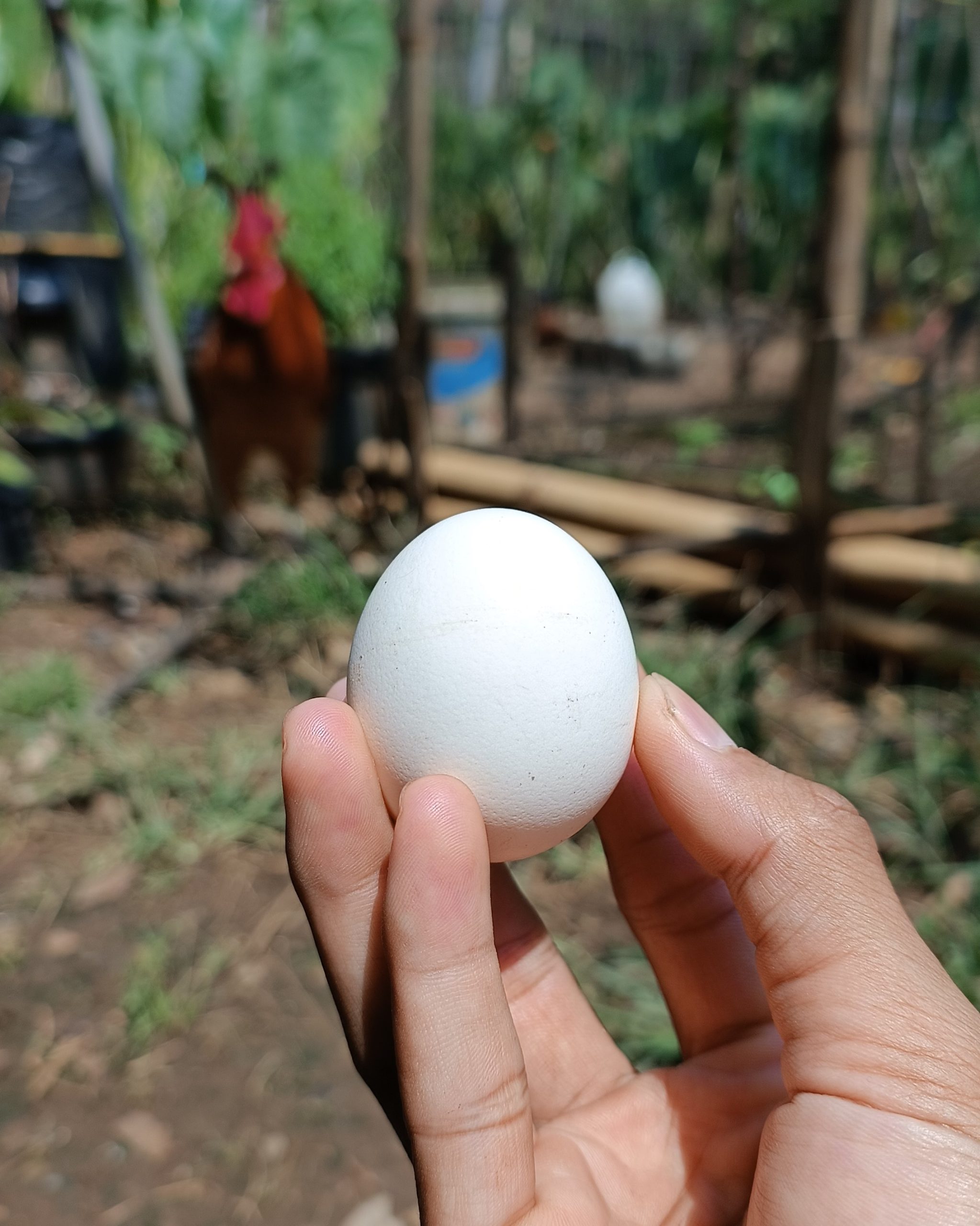 5 Cara Beternak Ayam Elba Petelur di Rumah